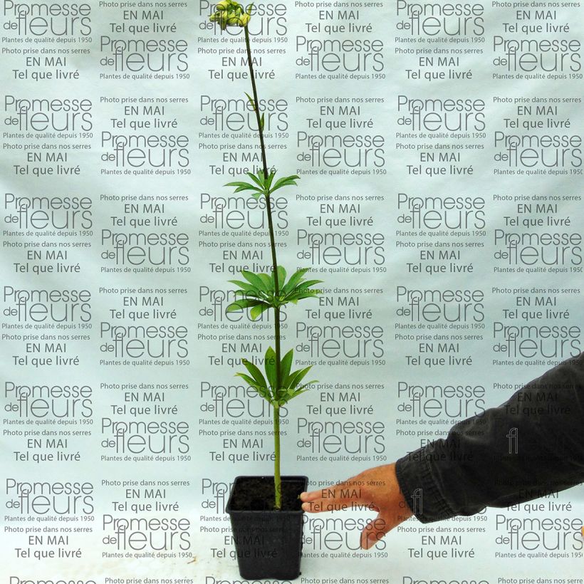 Voorbeeld van een exemplaar van Lilium martagon var. albiflorum - Turkse lelie Bol kaliber 12/14 zoals geleverd