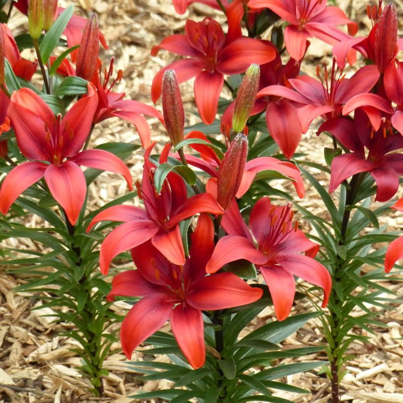 Lilium Crimson Pixie - Aziatische Lelie (Bloei)
