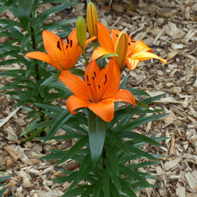 Lilium - Orange Pixie - Aziatische Lelie (Groeiplaats)