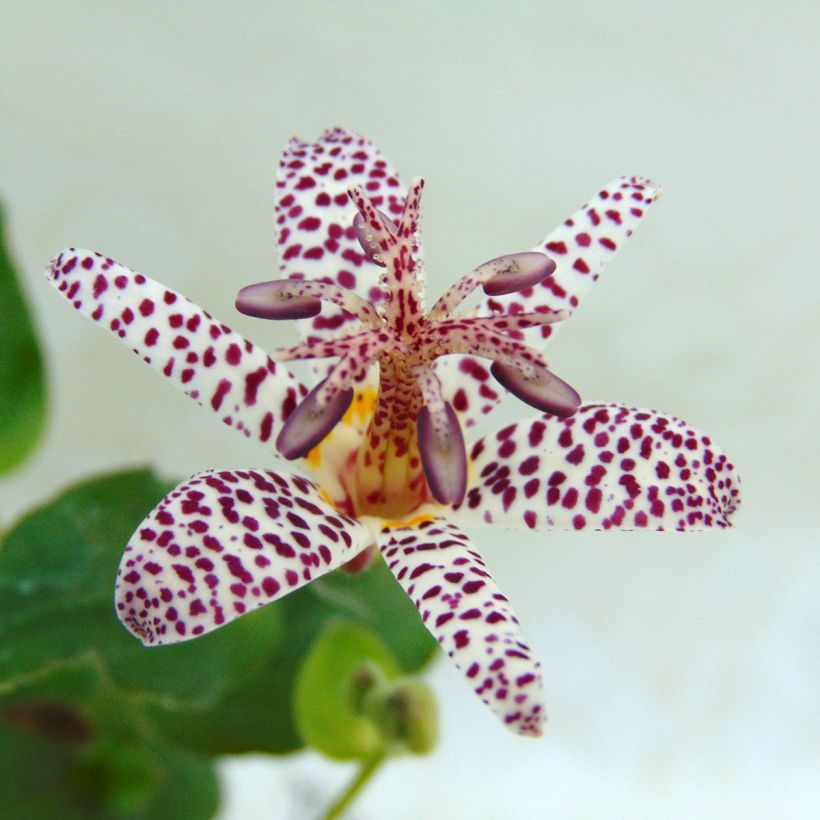 Tricyrtis formosana - Paddenlelie (Bloei)