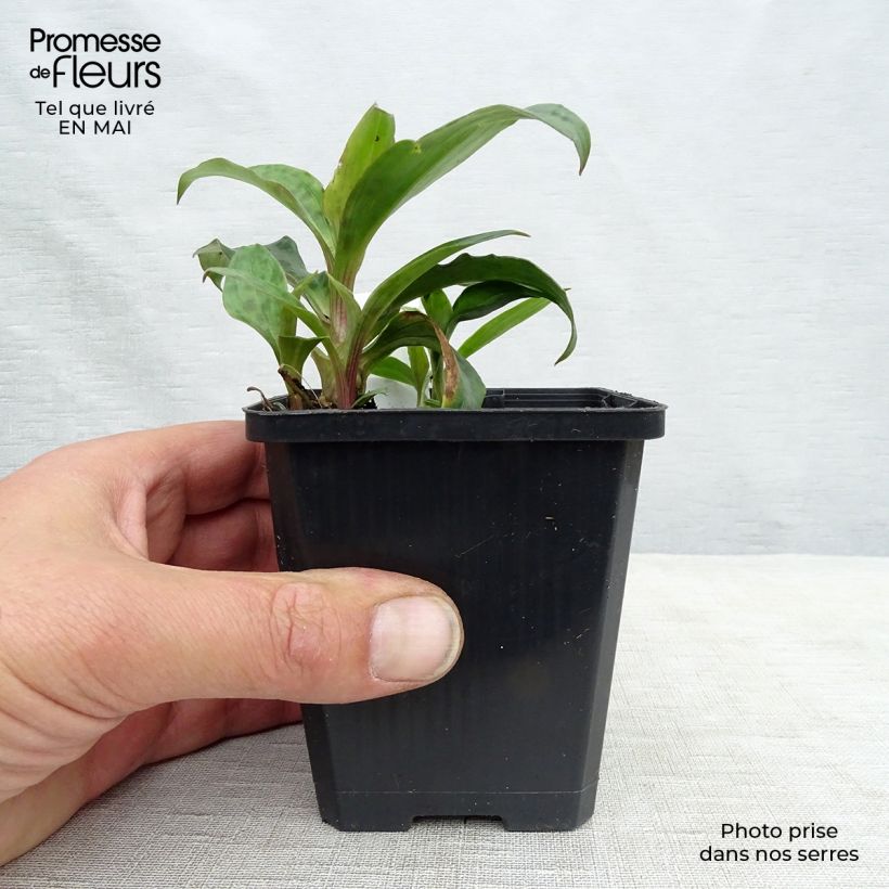 Exemplaar van Tricyrtis formosana - Paddenlelie Kweekpotje van 8/9 cm zoals geleverd in de lente