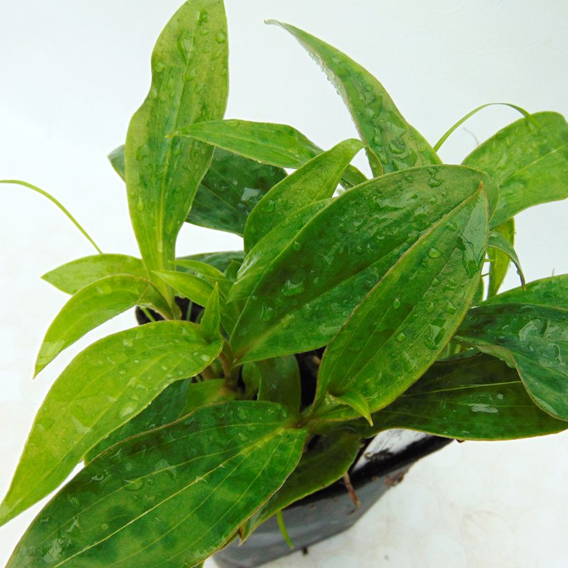 Tricyrtis hirta Taiwan Abdane - Paddenlelie (Blad)