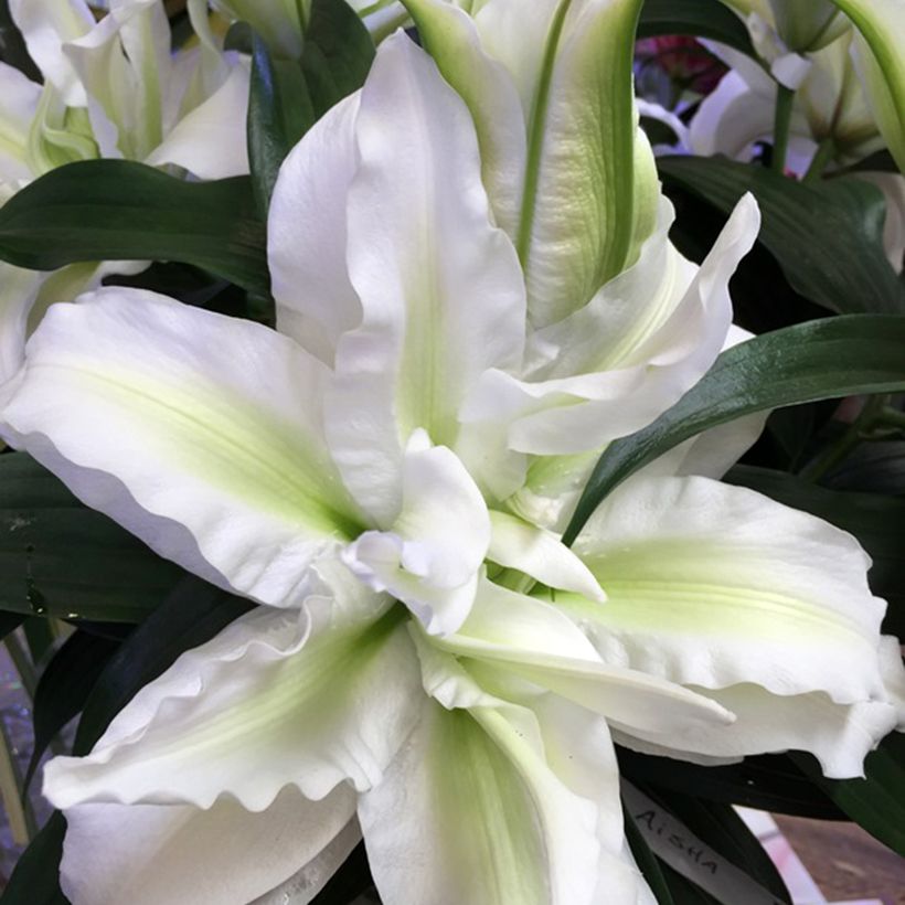 Lilium Roselily Aisha - Oriëntaalse lelie (Bloei)