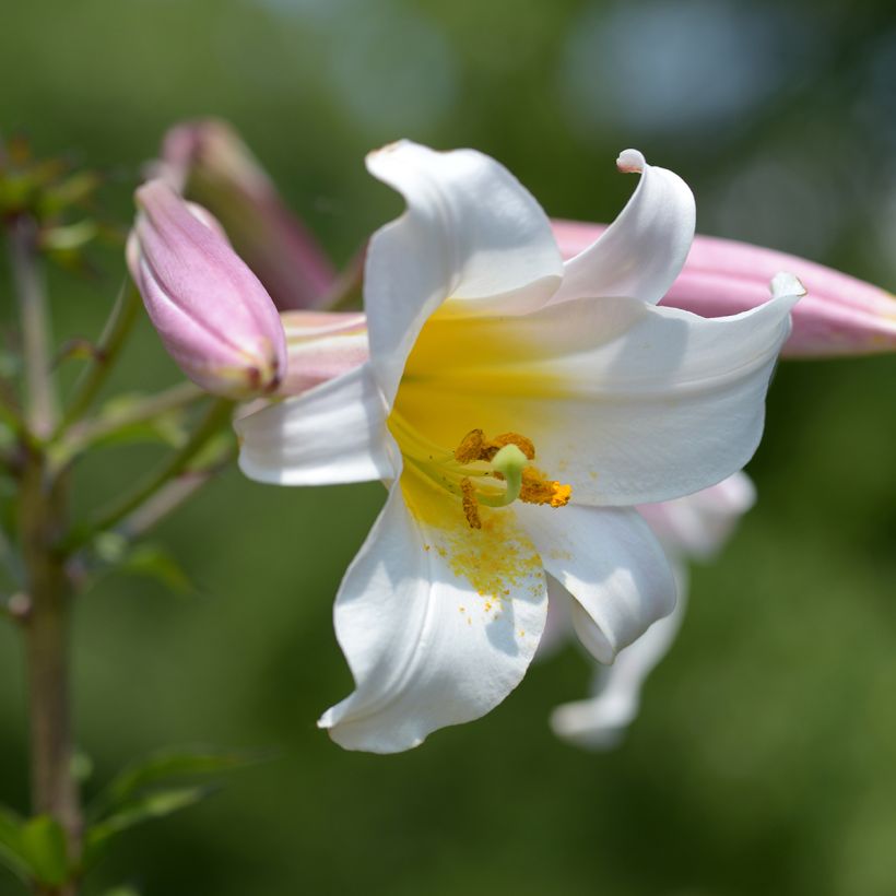 Lilium regale - Koningslelie (Bloei)