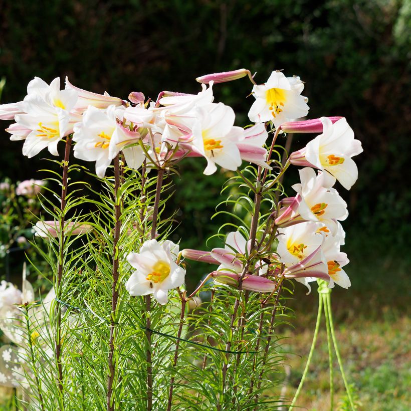 Lilium regale - Koningslelie (Groeiplaats)