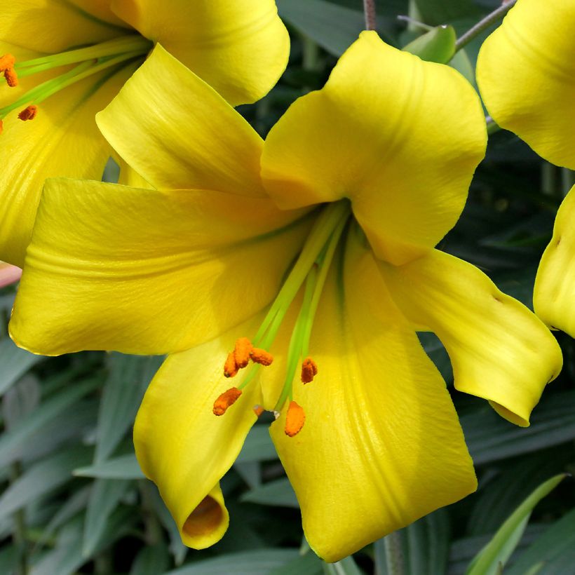 Lilium Golden Splendor - Trompetlelie (Bloei)