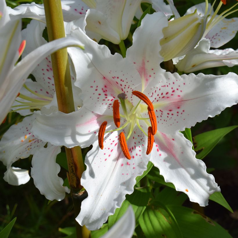Lilium Muscadet - Oriëntaalse lelie (Bloei)