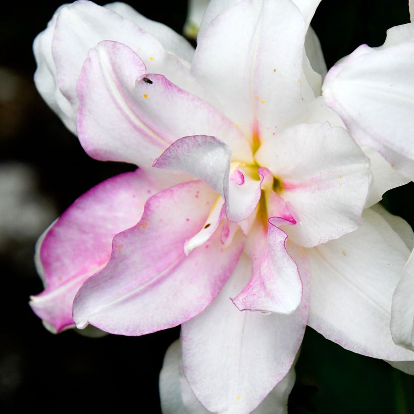 Lilium Roselily Anouska - Oriëntaalse lelie (Bloei)