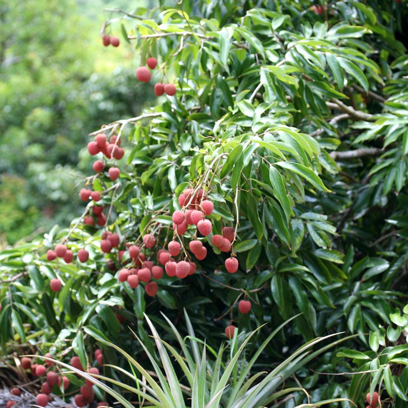 Lychee Kwai May Pink - Litchi chinensis (Groeiplaats)