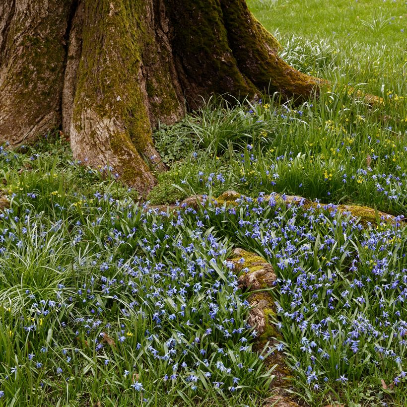 Lithodora diffusa Heavenly Blue - Steenzaad (Groeiplaats)