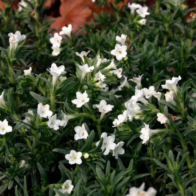 Lithodora diffusa Alba - Steenzaad (Bloei)