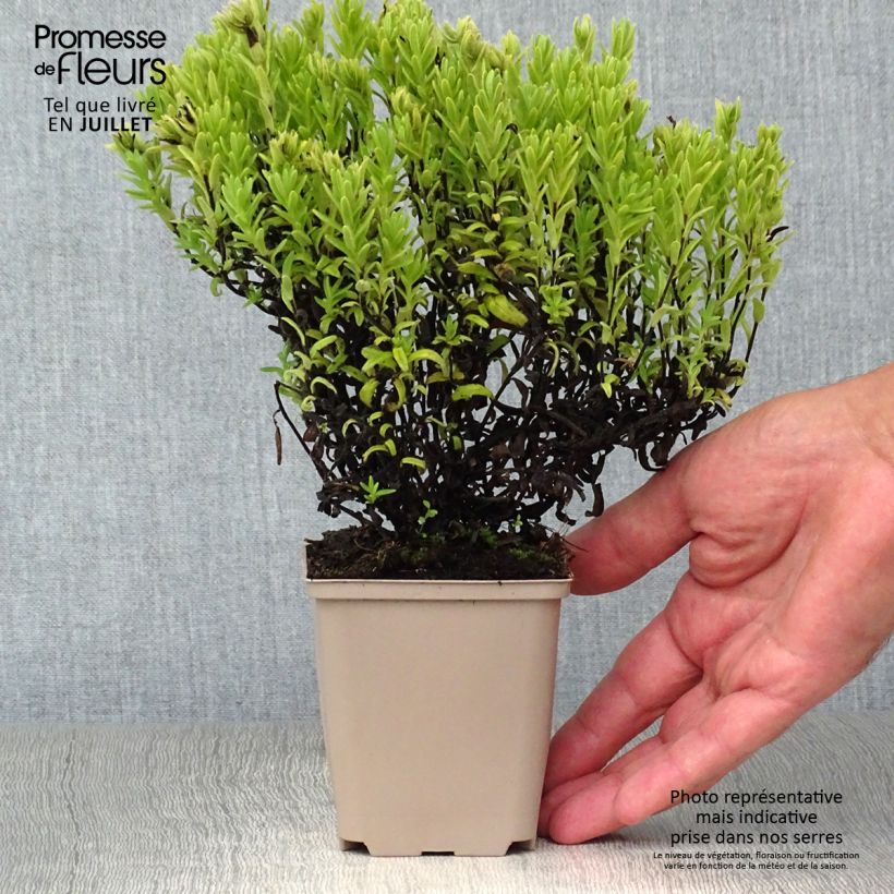 Exemplaar van Lithodora diffusa Alba - Steenzaad Kweekpotje van 8/9 cm zoals geleverd in de zomer