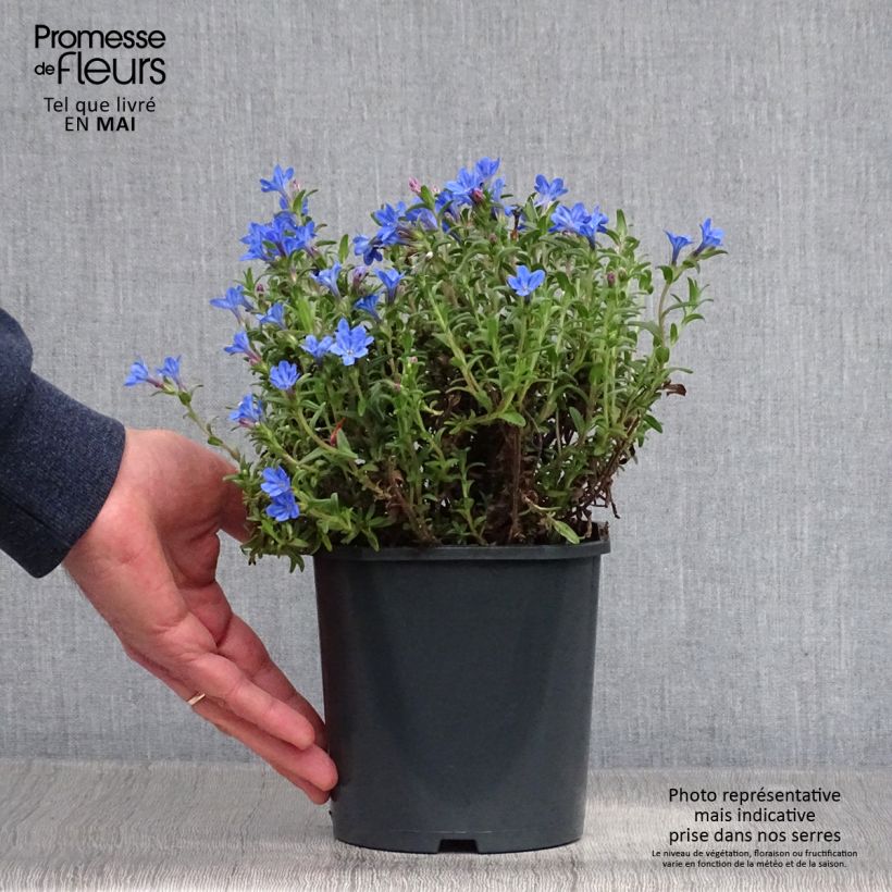 Exemplaar van Lithodora diffusa Heavenly Blue - Steenzaad Pot van 2 l/3 l zoals geleverd in de lente