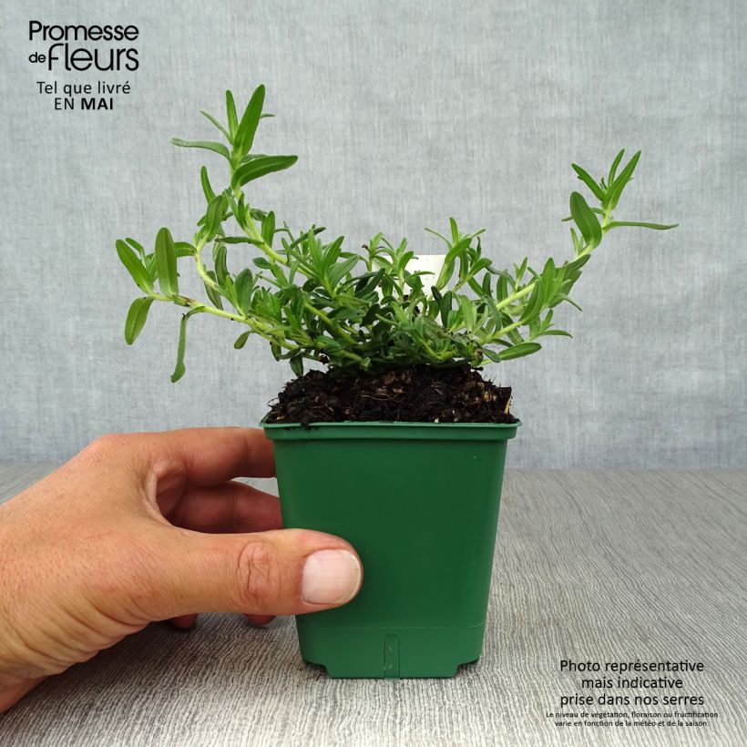 Exemplaar van Lithodora diffusa Heavenly Blue - Steenzaad Kweekpotje van 8/9 cm zoals geleverd in de lente