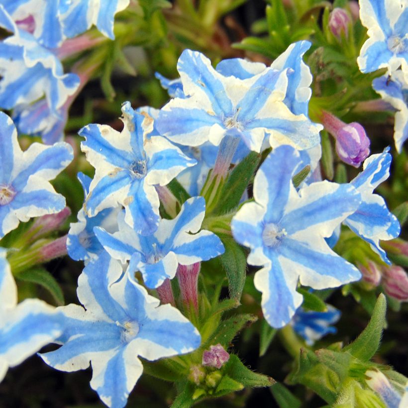 Lithodora diffusa Star - Steenzaad (Bloei)