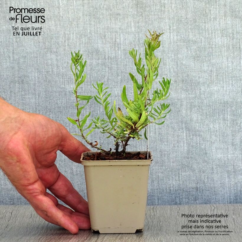 Exemplaar van Lithodora diffusa Star - Steenzaad Kweekpotje van 8/9 cm zoals geleverd in de zomer