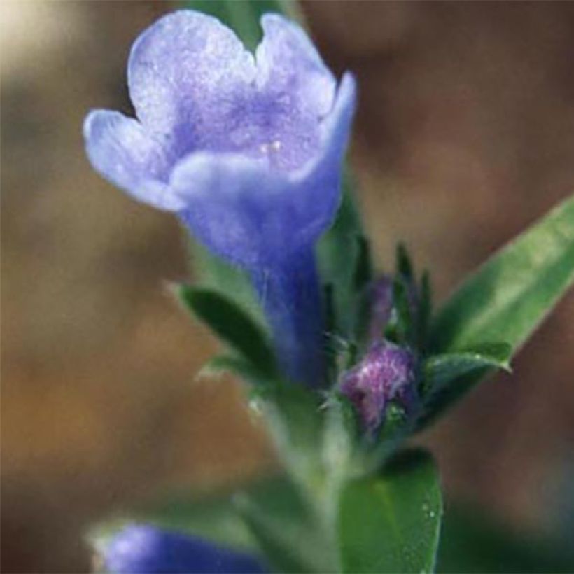 Lithodora oleifolia - Steenzaad (Bloei)