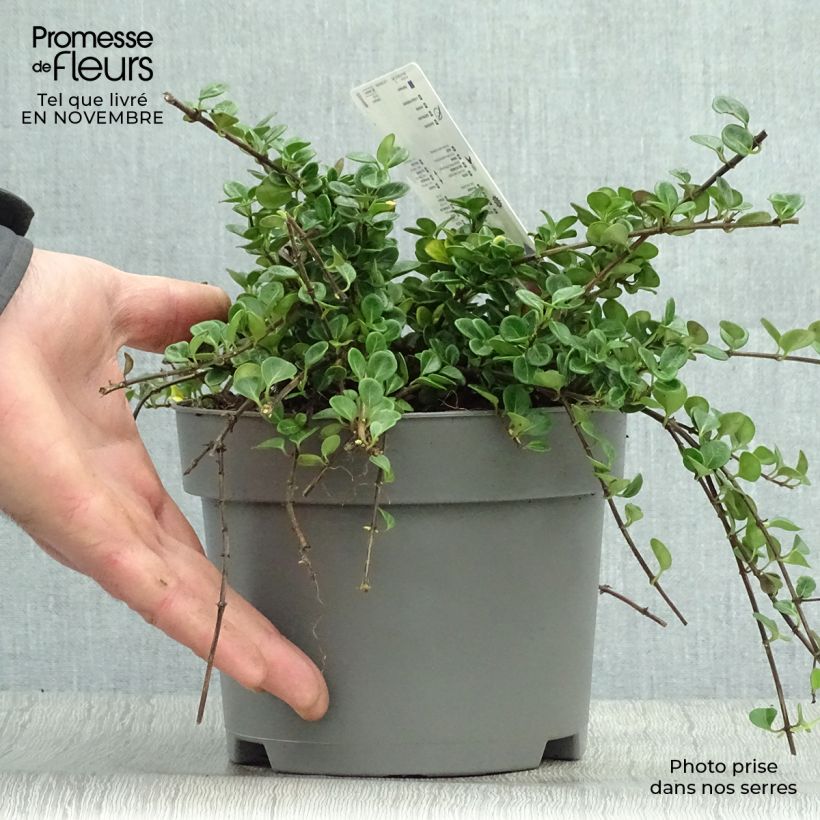Exemplaar van Lonicera crassifolia Little Honey - Dwergkamperfoelie Pot van 2 l/3 l zoals geleverd in de herfst