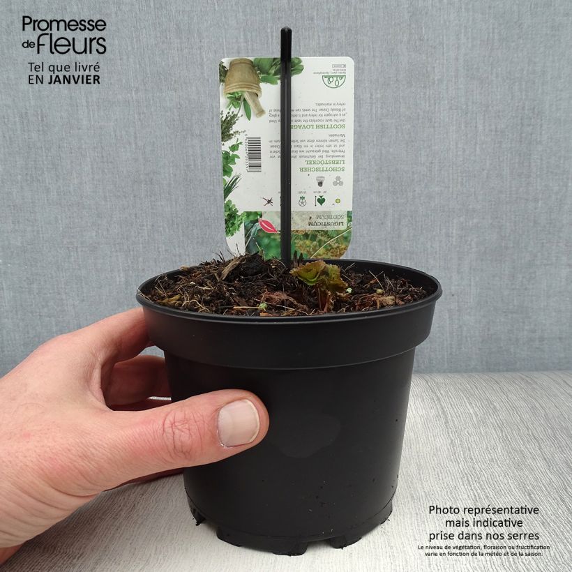 Exemplaar van Zeelavas - Ligusticum scoticum Pot van 1,5 l/2 l zoals geleverd in de winter