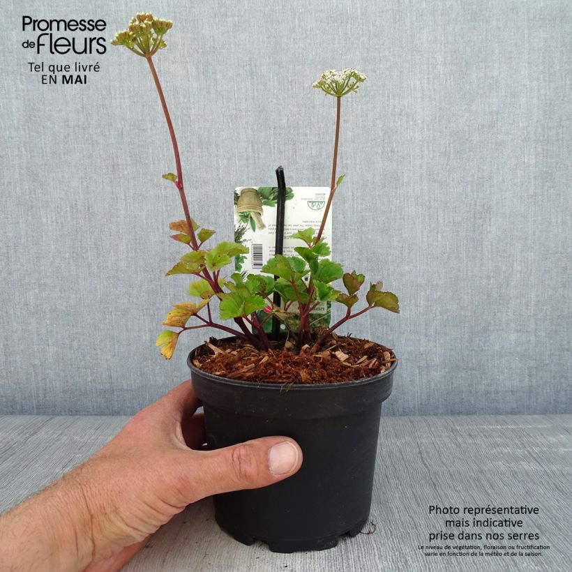 Exemplaar van Zeelavas - Ligusticum scoticum Pot van 1,5 l/2 l zoals geleverd in de lente