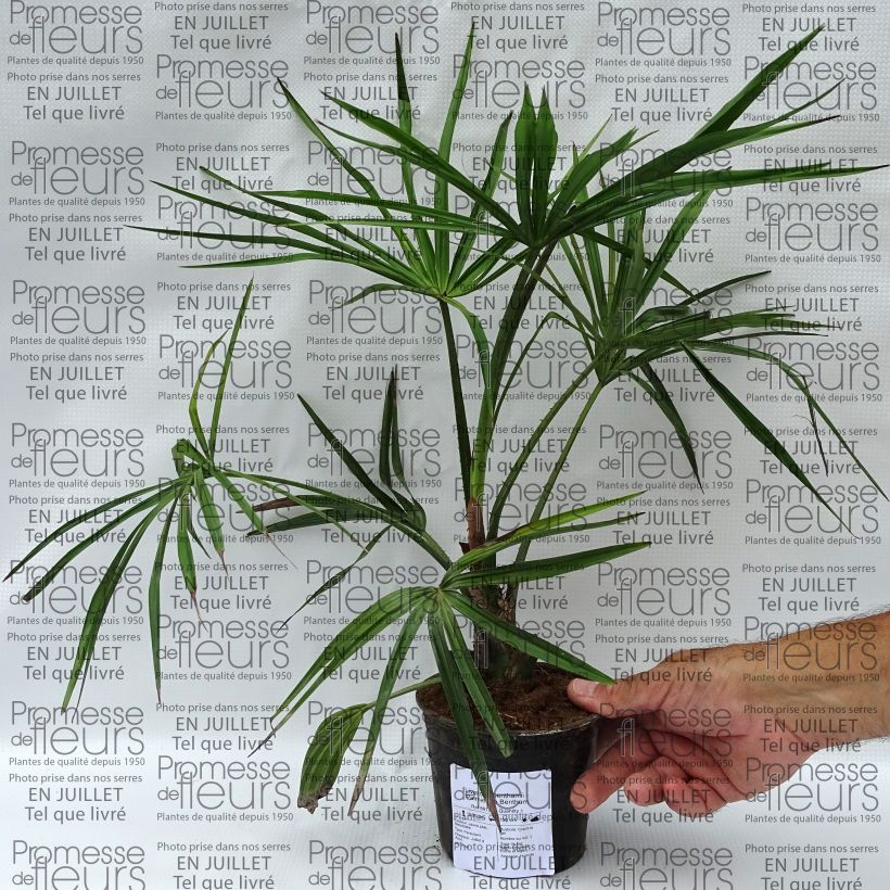 Exemplaar van Livistona benthamii - Waaierpalm Pot van 12 cm / 13 cm zoals geleverd in de zomer
