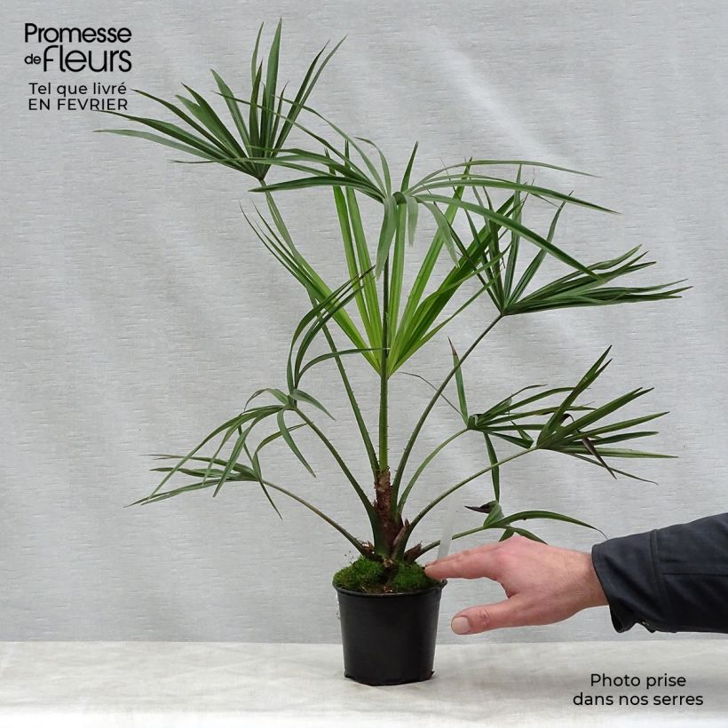Exemplaar van Livistona benthamii - Waaierpalm Pot van 12 cm / 13 cm zoals geleverd in de winter
