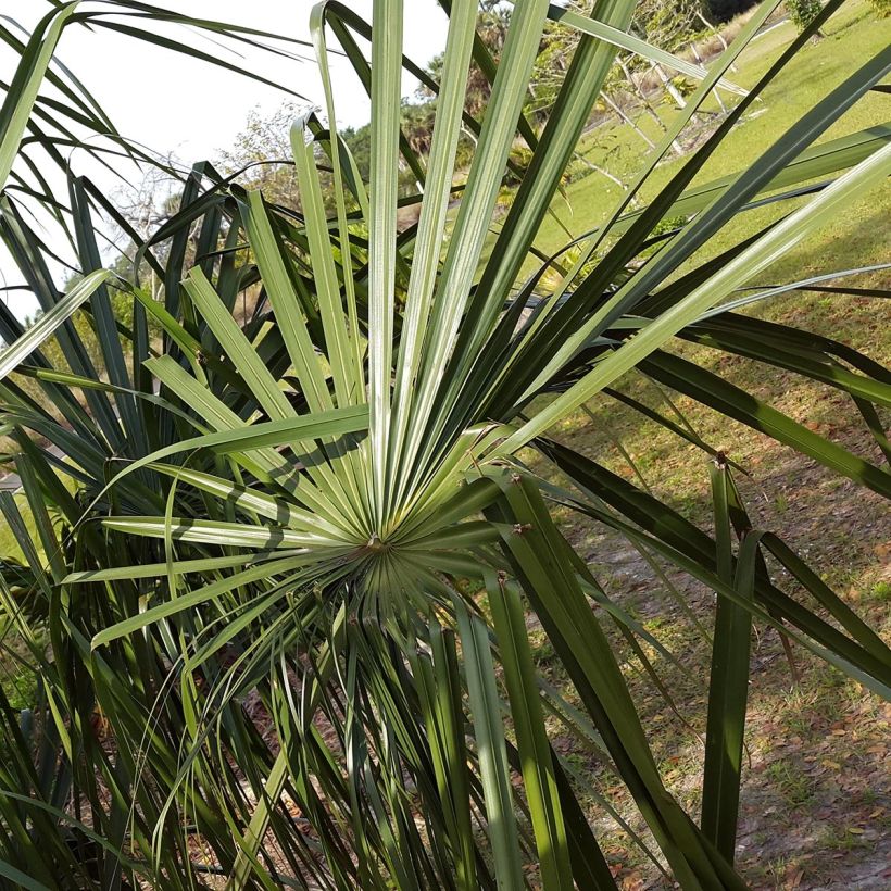 Livistona benthamii - Waaierpalm (Blad)