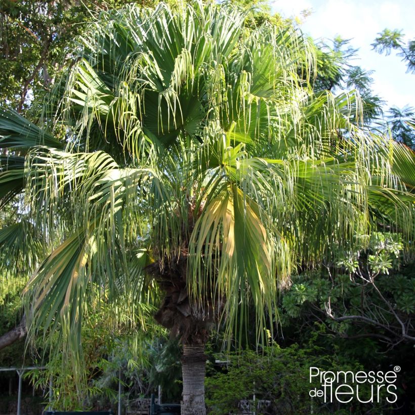 Livistona chinensis - Chinese waaierpalm (Plant habit)