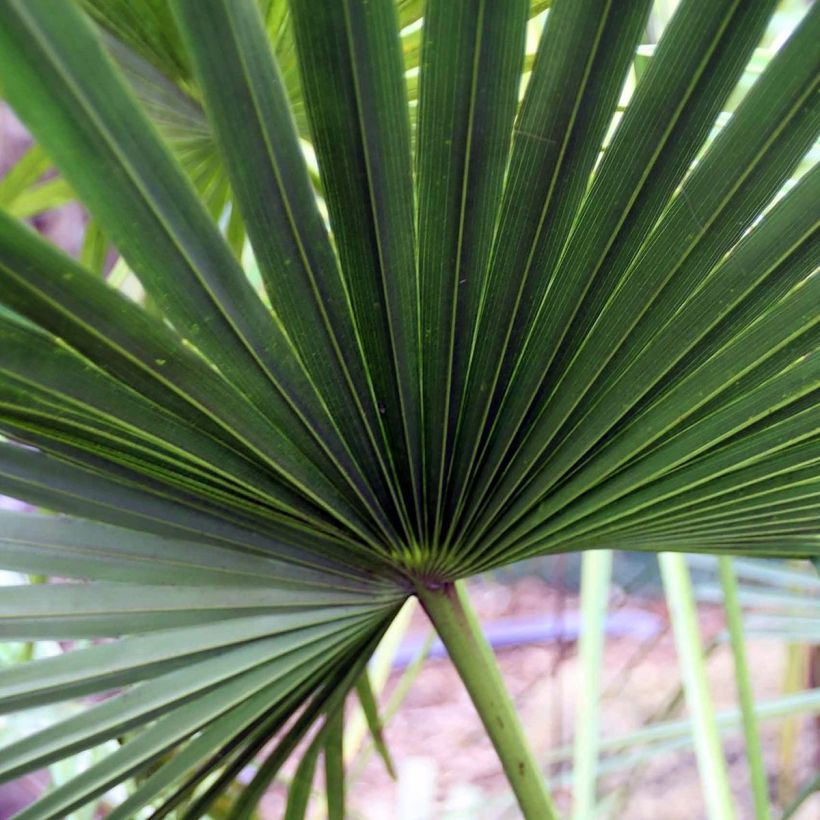 Livistona fulva - Waaierpalm (Blad)