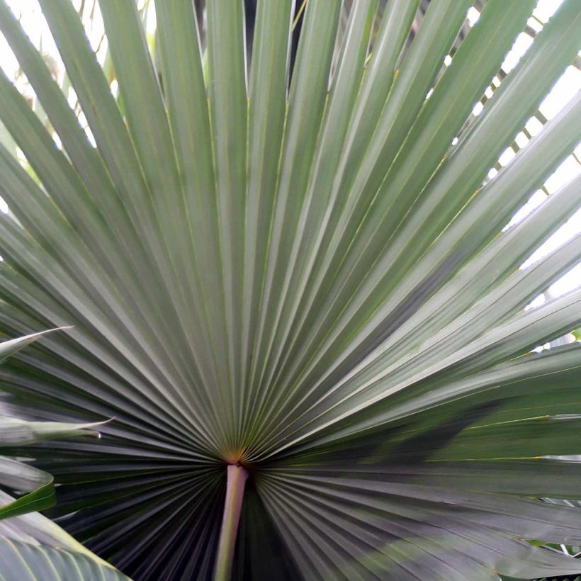 Livistona mariae - Waaierpalm (Blad)