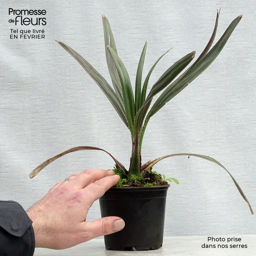 Exemplaar van Livistona mariae - Waaierpalm Pot van 12 cm / 13 cm zoals geleverd in de winter