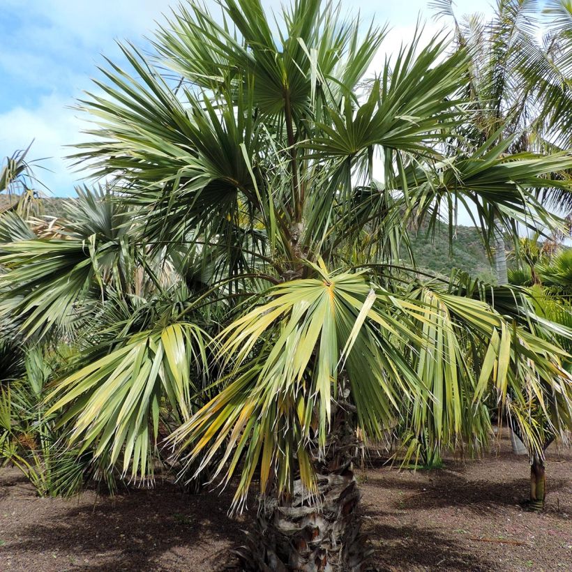 Livistona saribus - Waaierpalm (Groeiplaats)