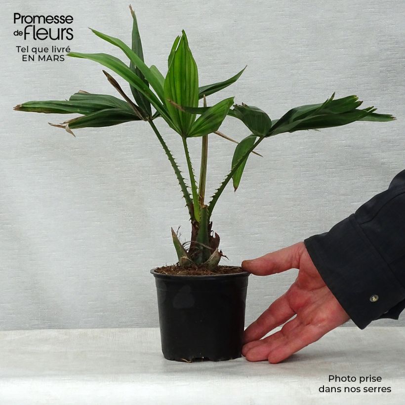Exemplaar van Livistona saribus - Waaierpalm Pot van 12 cm / 13 cm zoals geleverd in de lente