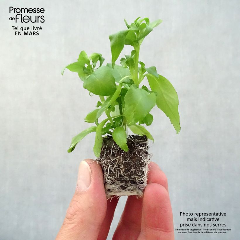 Exemplaar van Lobelia Anabel Blue - Hanglobelia Mini-mot Ø 3/4 cm zoals geleverd in de lente