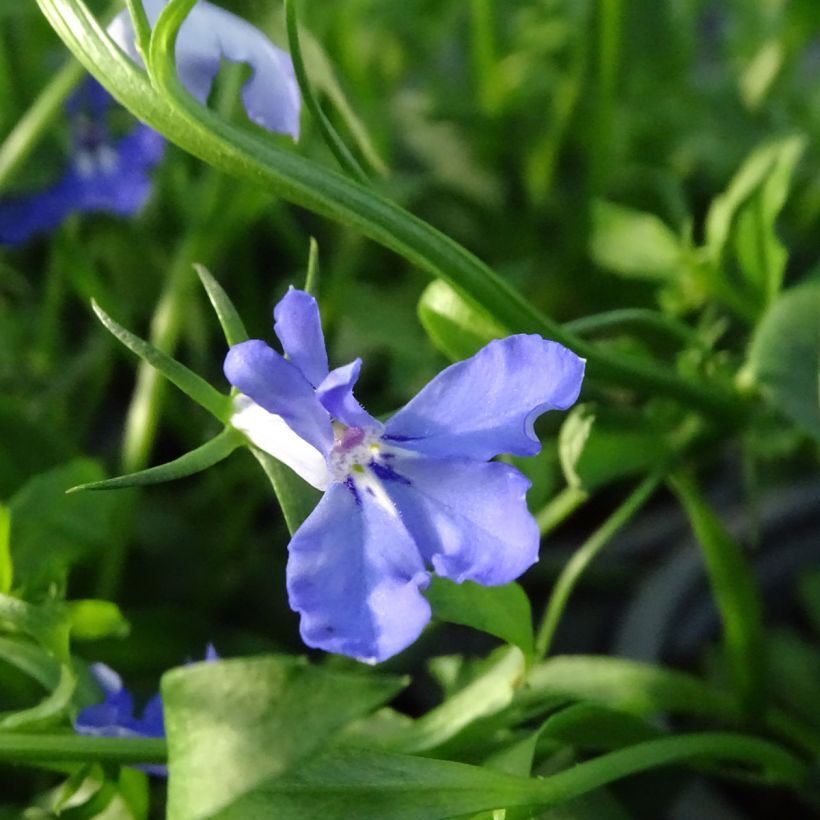 Lobelia Anabel Blue - Hanglobelia (Bloei)