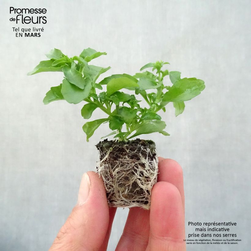 Exemplaar van Lobelia Anabel Snow White - Hanglobelia Mini-mot Ø 3/4 cm zoals geleverd in de lente