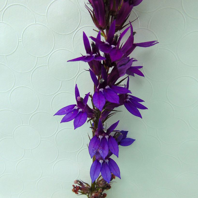 Lobelia gerardii Vedrariensis - Prachtlobelia (Bloei)