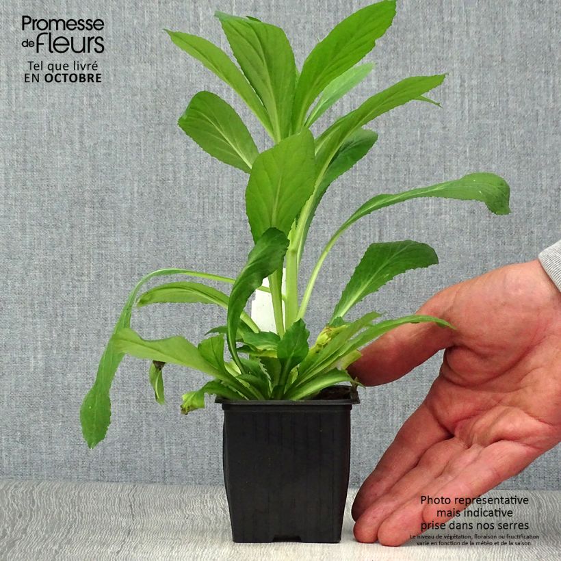 Exemplaar van Lobelia gerardii Vedrariensis - Prachtlobelia Kweekpotje van 8/9 cm zoals geleverd in de herfst