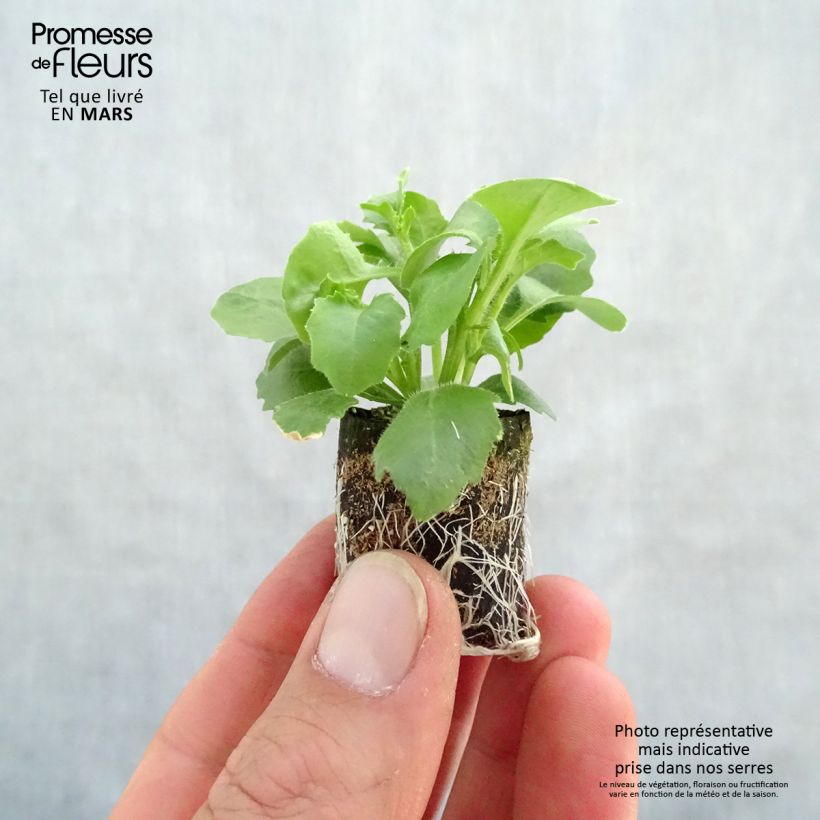 Exemplaar van Lobelia Hot Bavaria - Hanglobelia Mini-mot Ø 3/4 cm zoals geleverd in de lente