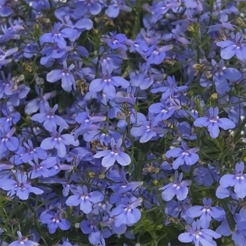 Lobelia Hot Water Blue - Hanglobelia (Bloei)