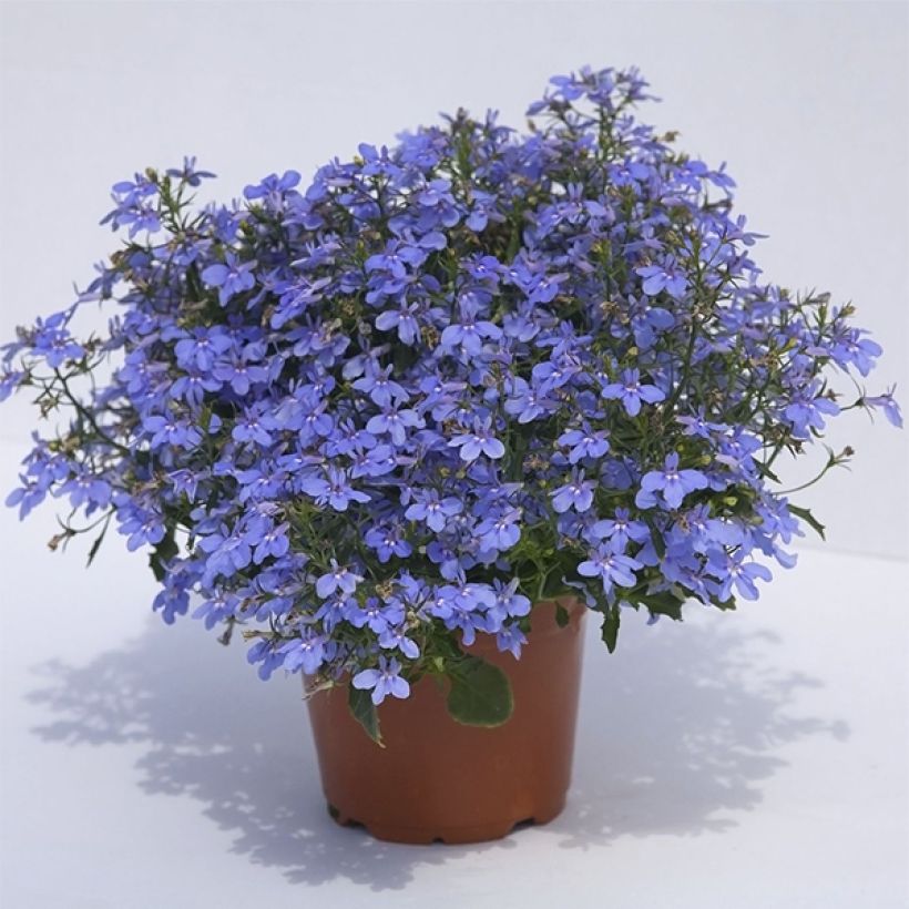 Lobelia Hot Water Blue - Hanglobelia (Groeiplaats)