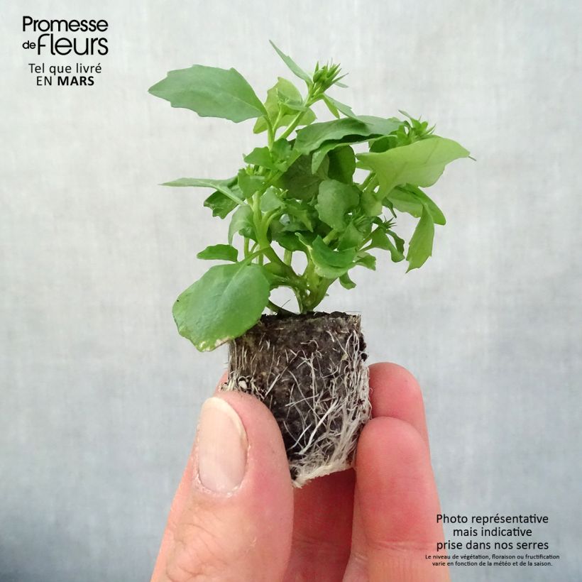 Exemplaar van Lobelia Hot Water Blue - Hanglobelia Mini-mot Ø 3/4 cm zoals geleverd in de lente