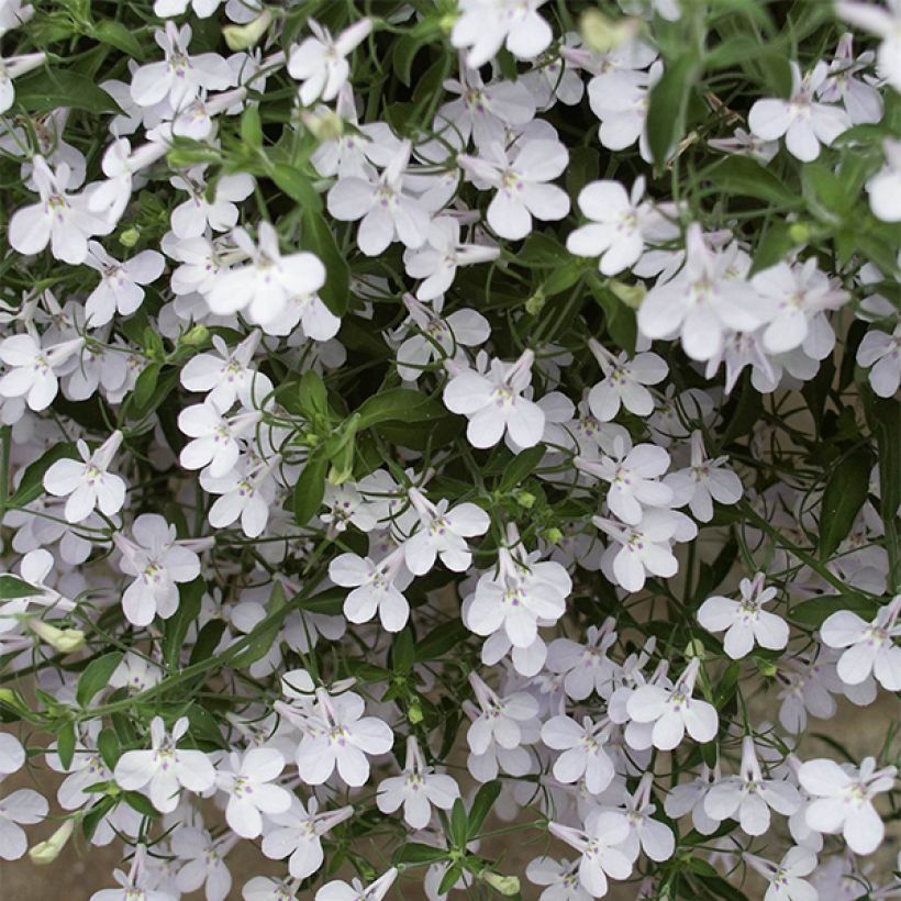 Lobelia Anabel Snow White - Hanglobelia (Bloei)