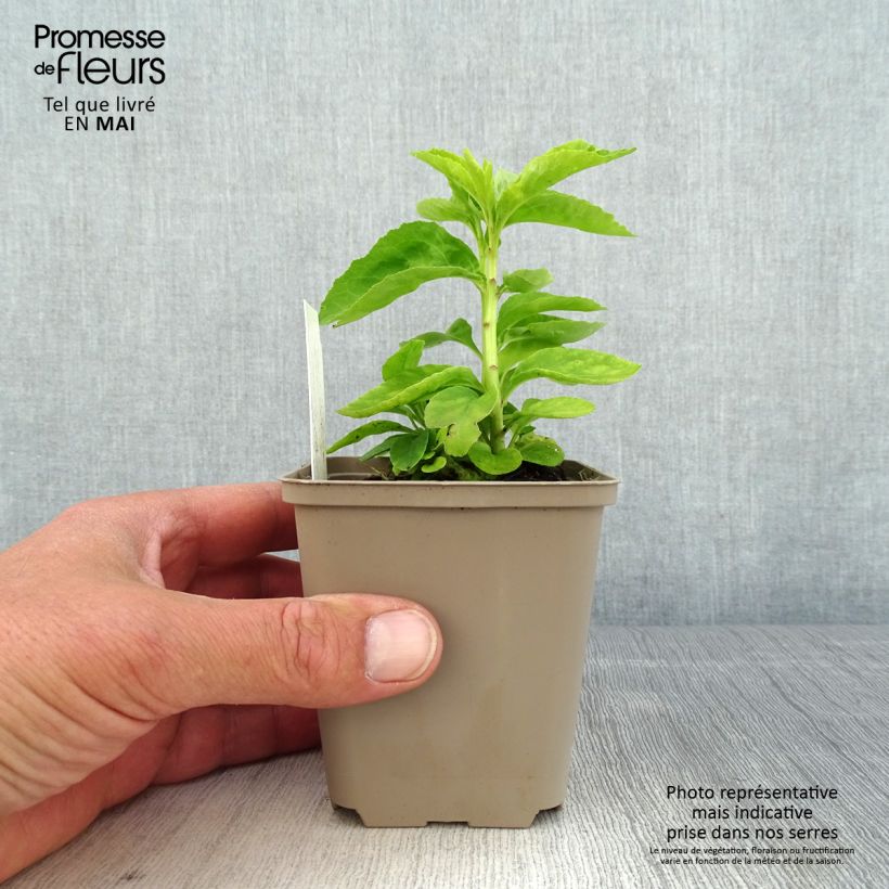 Exemplaar van Lobelia Monet Moment - Scharlaken lobelia Kweekpotje van 8/9 cm zoals geleverd in de lente