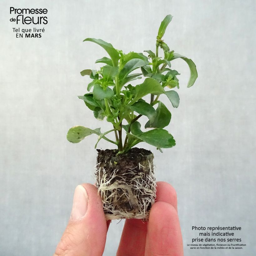 Exemplaar van Lobelia Purple Star - Hanglobelia Mini-mot Ø 3/4 cm zoals geleverd in de lente