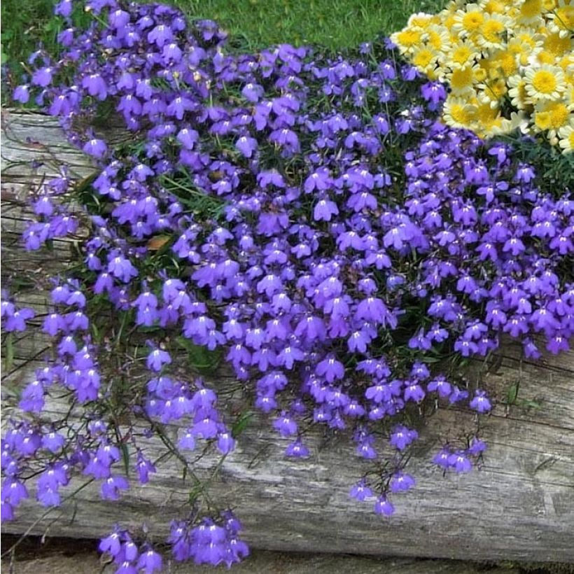 Lobelia Crystal Palace - Hanglobelia (Groeiplaats)