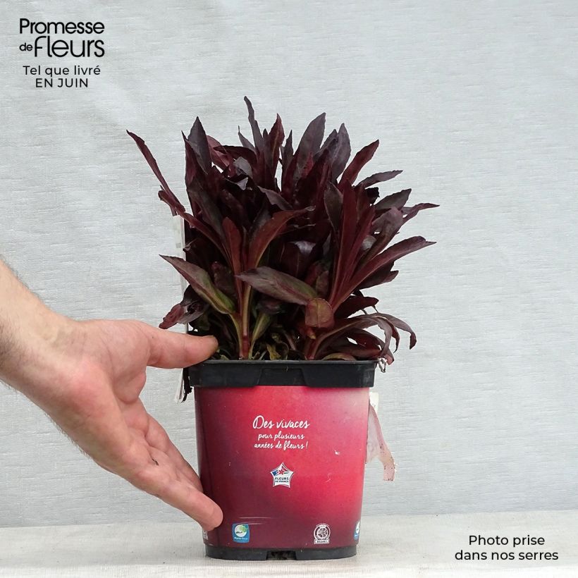 Exemplaar van Lobelia fulgens Queen Victoria - Scharlaken lobelia Pot van 2 l/3 l zoals geleverd in de zomer