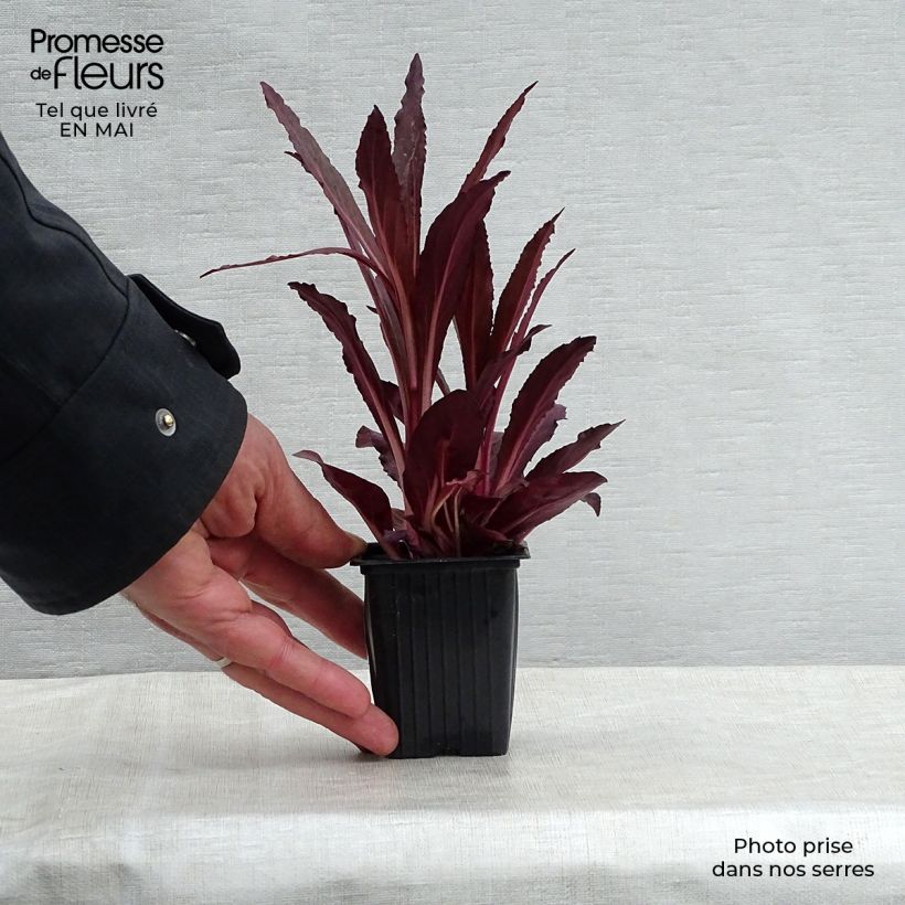 Exemplaar van Lobelia fulgens Queen Victoria - Scharlaken lobelia Kweekpotje van 7/8 cm zoals geleverd in de lente