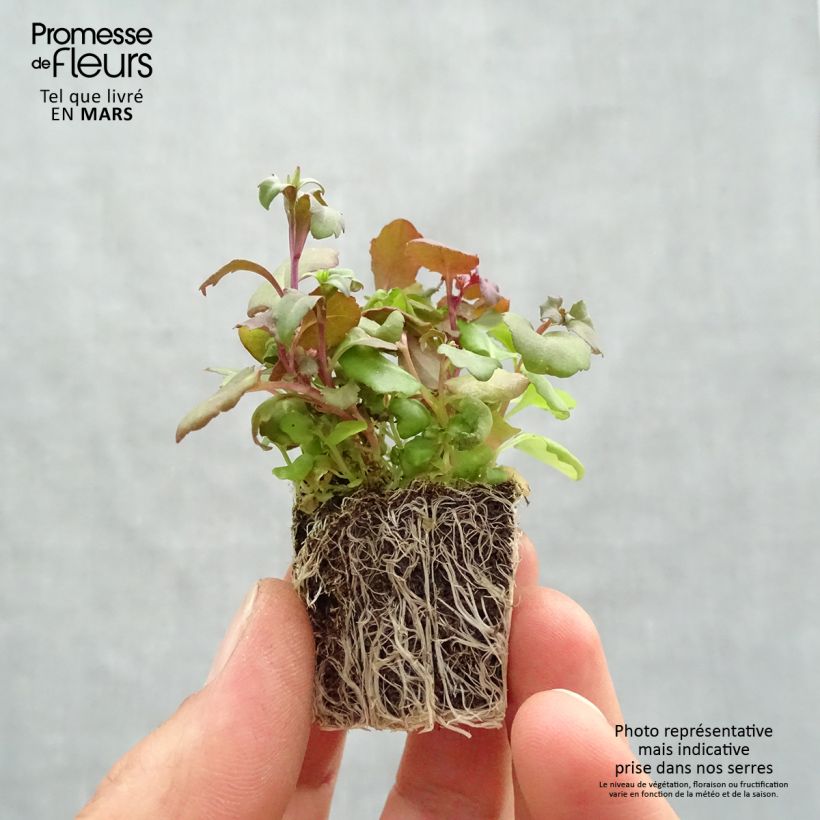 Exemplaar van Lobelia Crystal Palace - Hanglobelia Kluitplant: kluit 3,8 cm x 3,2 cm in een tray voor 16 planten zoals geleverd in de lente