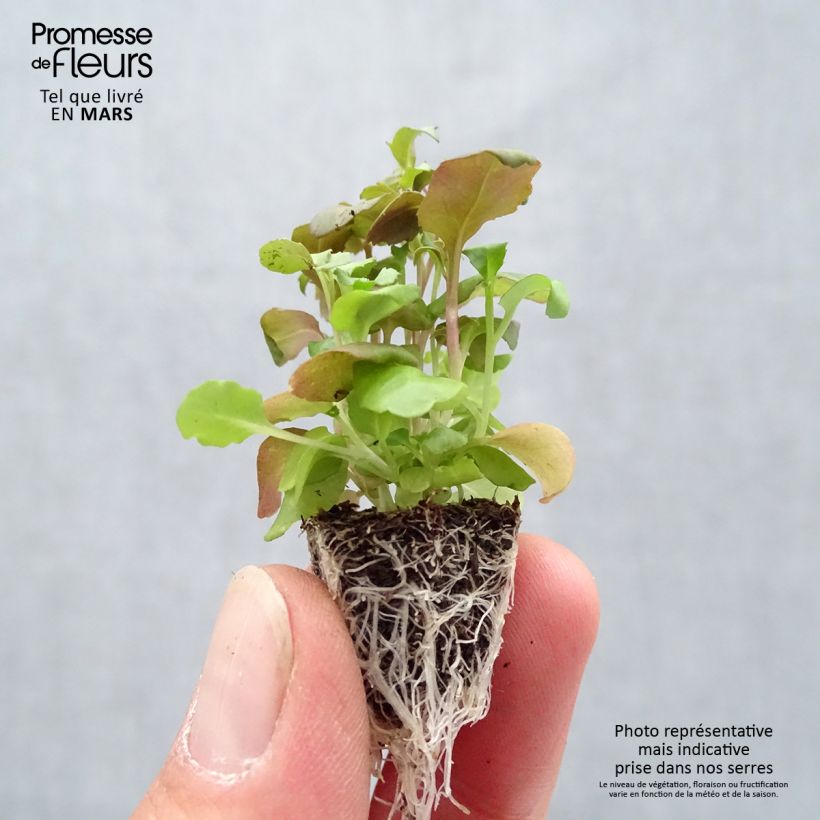 Exemplaar van Lobelia Crystal Palace - Hanglobelia Minimotte: kluitje van 2,2 cm x 2 cm in kweekplaat per 35 stuks zoals geleverd in de lente